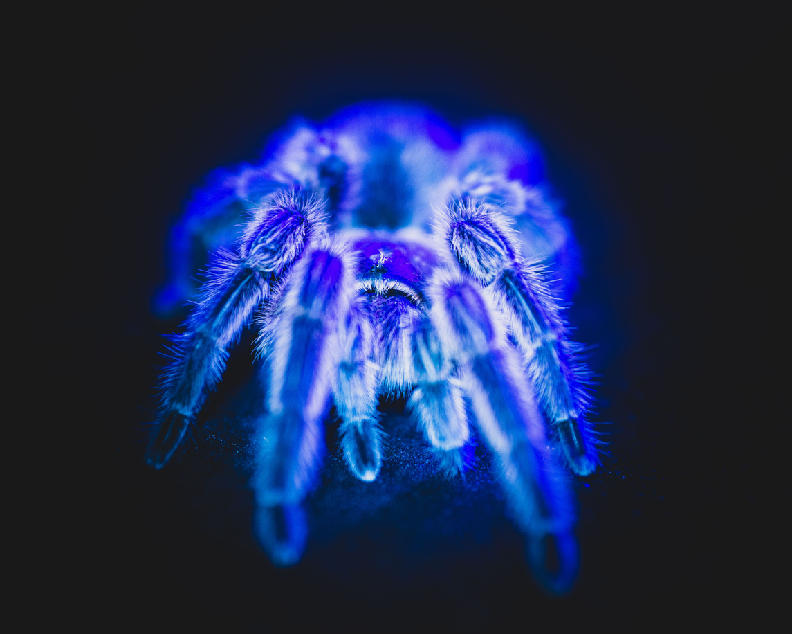 10 Basic Facts about the Cobalt Blue Tarantula