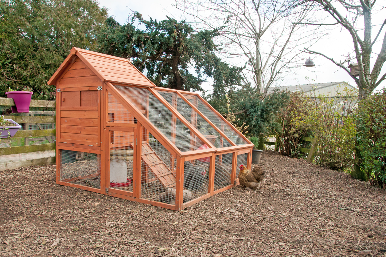 Best Materials To Build Chicken Coops for Your Farm