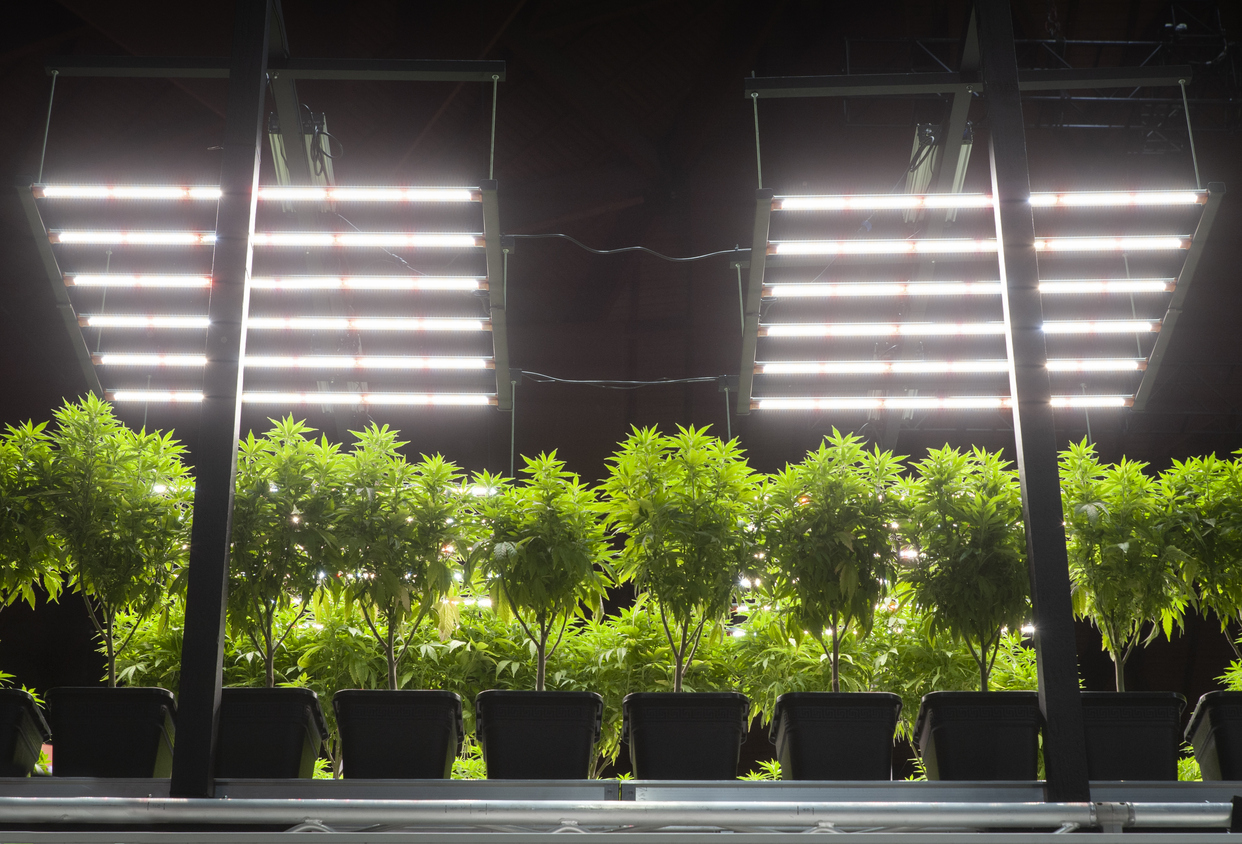 Cannabis Grow Buildings: Designing a Space for Optimal Plant Growth