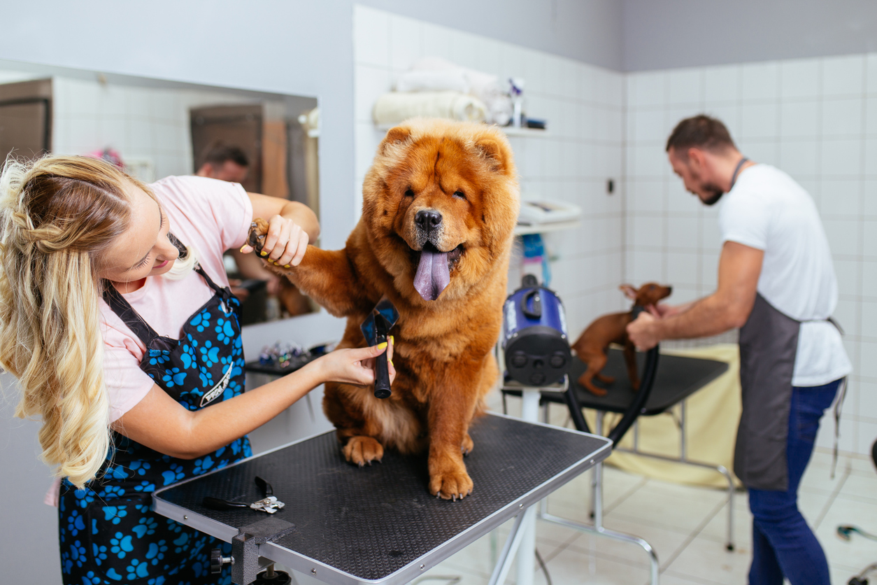 How to Build a Premium Experience at Your Pet Grooming Salon
