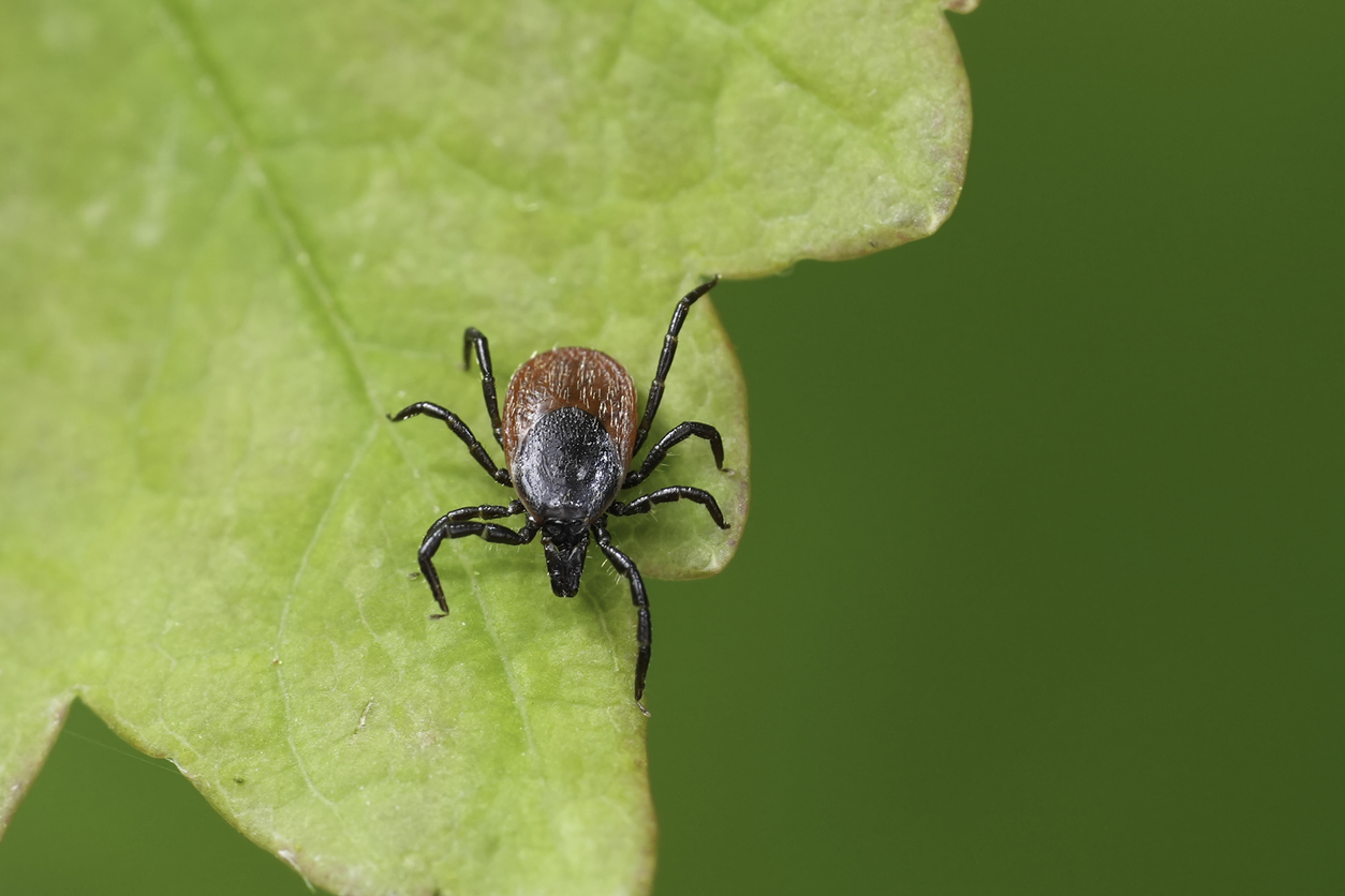 6 Myths About Tick-Borne Illnesses Debunked