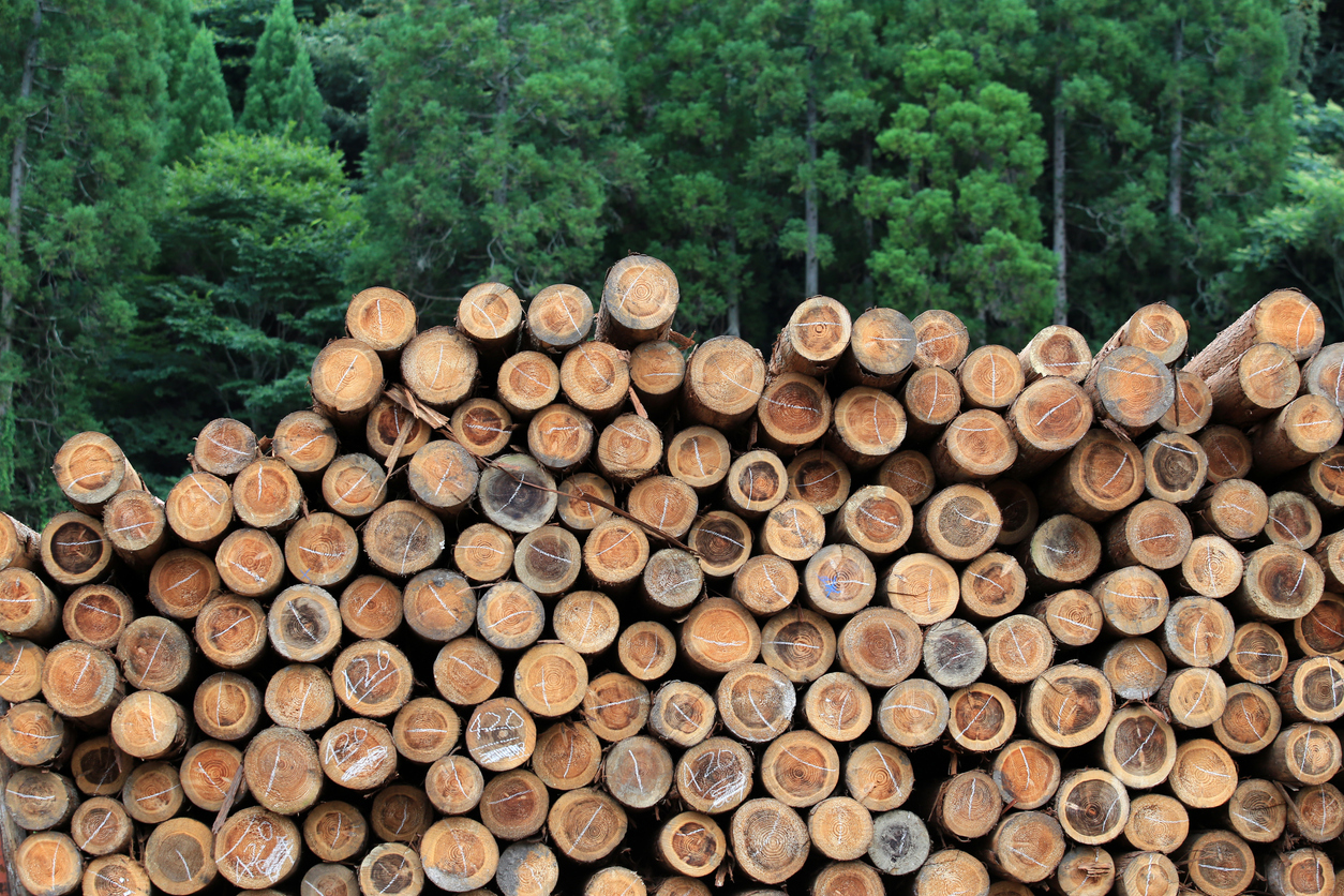 5 Pricing Drivers in the Cedar Lumber Market